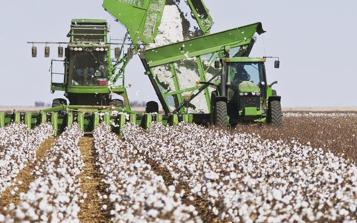 Cotton Day 2021 - thời trang bền vững bắt đầu từ nguyên liệu