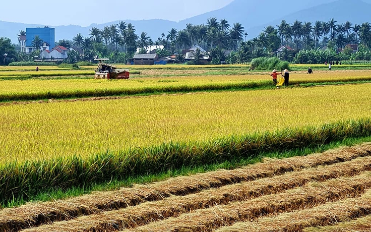 Bình Định: Mưa lớn bất thường, nông dân hối hả gặt lúa