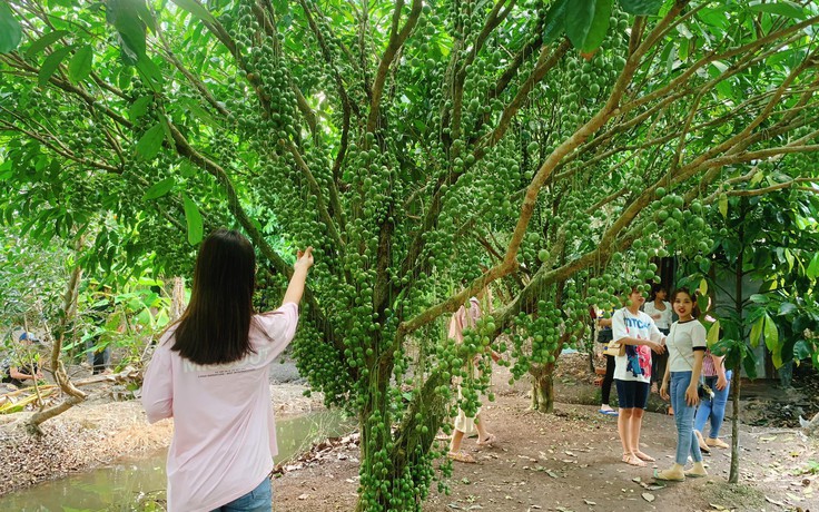 ‘Trốn nắng’ ở vườn dâu da đất xanh mướt tại miền Tây