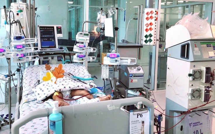 TP.HCM: Chạy ECMO, lọc máu liên tục cứu bé trai bị ong vò vẽ đốt 15 mũi