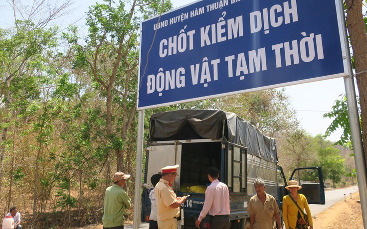 Bình Thuận phát hiện thêm ổ dịch tả lợn châu Phi