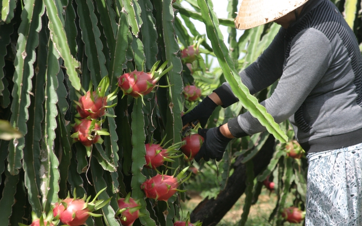 Trung Quốc 'siết' cửa khẩu, hàng vạn tấn thanh Long gặp khó