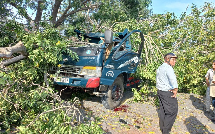Bình Thuận: Cây xà cừ bật gốc đè xe tải, tài xế tử vong