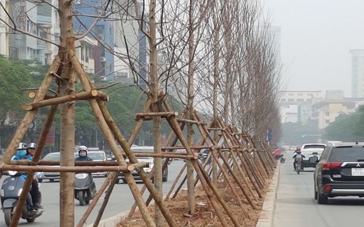 Hà Nội thay toàn bộ cây phong trên phố Nguyễn Chí Thanh và Trần Duy Hưng