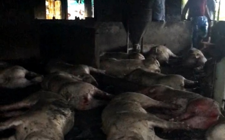 Thái Bình: Sét đánh chết đàn lợn 299 con, thiệt hại ước tính hơn 2 tỉ đồng