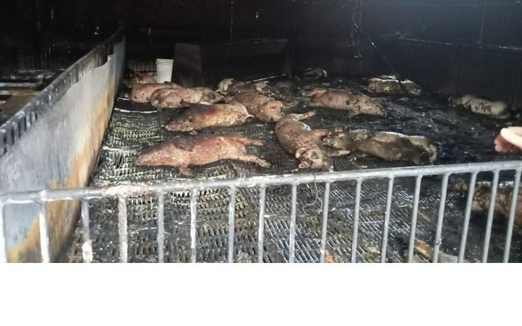 Hải Dương: 400 con lợn bị chết cháy ở trang trại