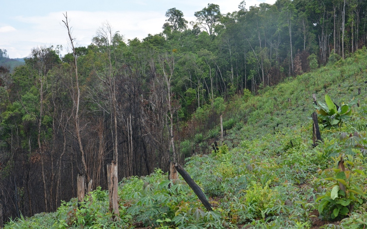Gần 1.700 ha đất rừng 'biến mất' trước mũi các ban quản lý