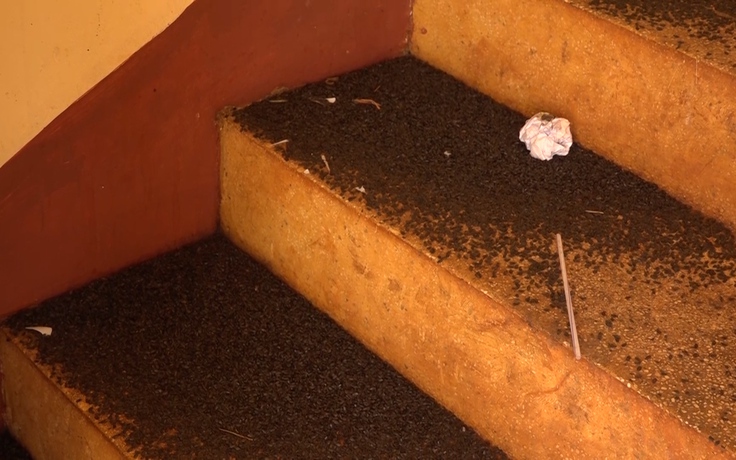 Hàng triệu con bọ đậu đen 'tấn công' trường học