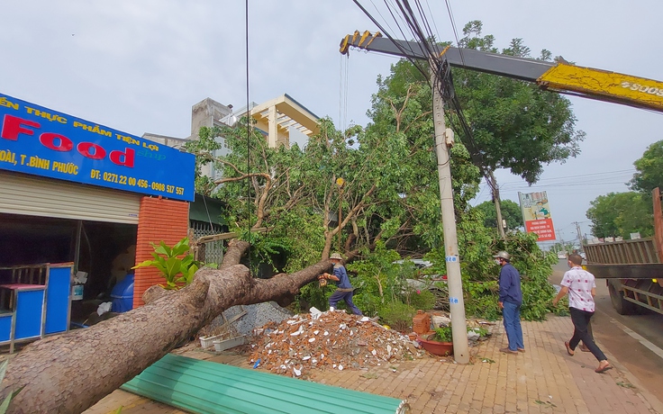 Bình Phước: Cây xà cừ lớn bật gốc, đổ đè xe ô tô đậu trên vỉa hè