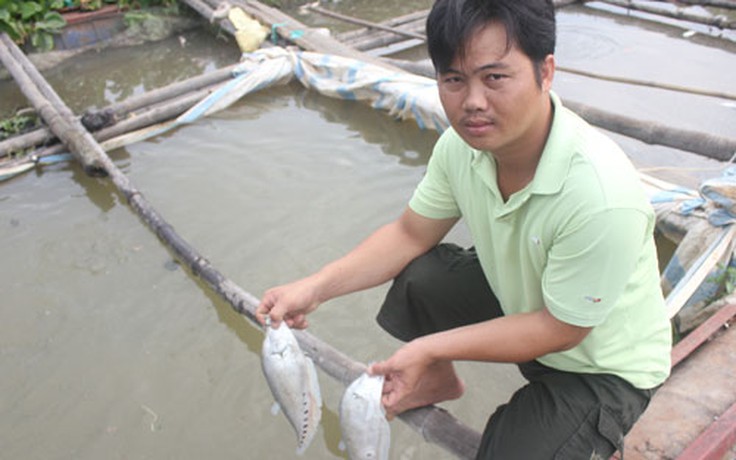 Cá lại chết hàng loạt trên sông Vàm Cỏ Đông