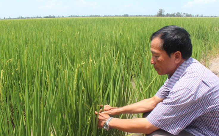 Nông dân làm ăn lớn - Kỳ 2: Liên kết trồng lúa Nhật
