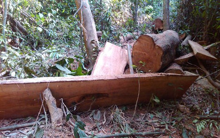 Lâm tặc hối lộ kiểm lâm 5 triệu đồng mỗi chuyến gỗ lậu