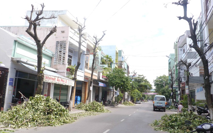 Hoa sữa ở Quy Nhơn, từ ‘cuồng yêu’ thành ‘bức tử’