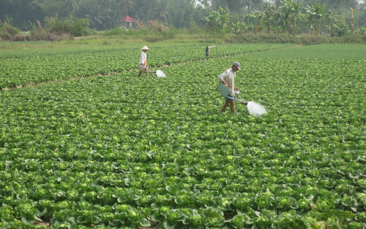 Hiệu quả cây màu giữa mùa khô hạn