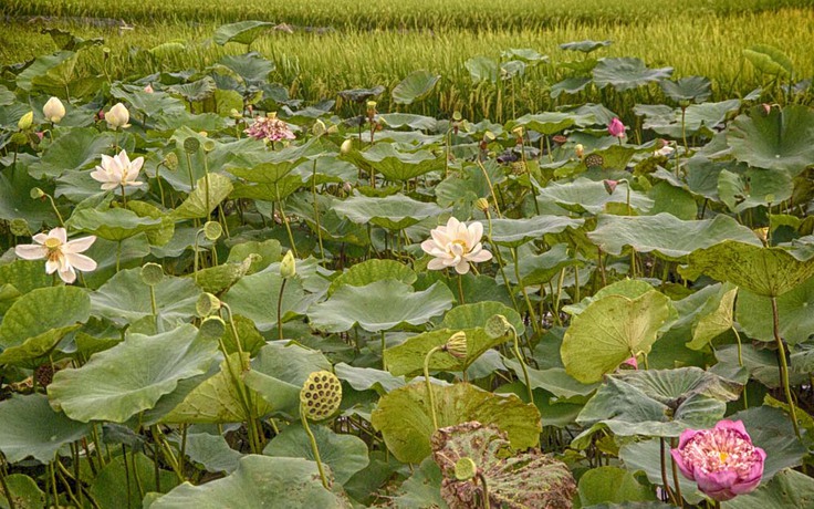 Chiêm ngưỡng khu đầm 12 loại sen quý gần trung tâm Hà Nội