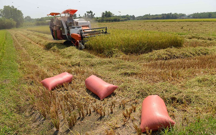 Nông nghiệp lấy xi măng bón lúa: Cần chính sách hợp lý cho nông nghiệp