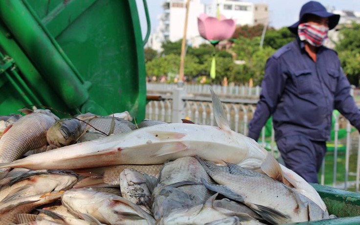 Cứu đàn cá kênh Nhiêu Lộc - Thị Nghè: Phải chung tay bảo vệ