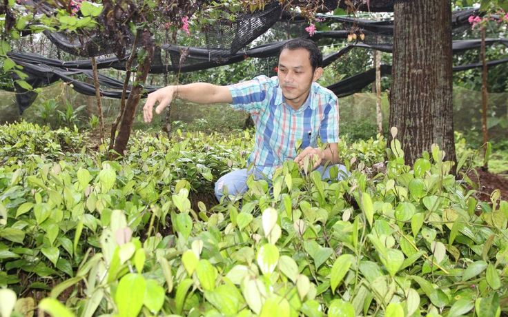 'Rẽ trái' sang làm nông: Học sử, làm nông