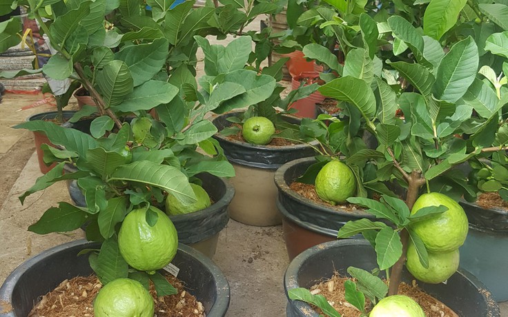 Giống ổi mới trồng trong chậu nhỏ cho nhiều trái