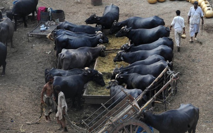 Thi “hoa hậu trâu” ở Pakistan