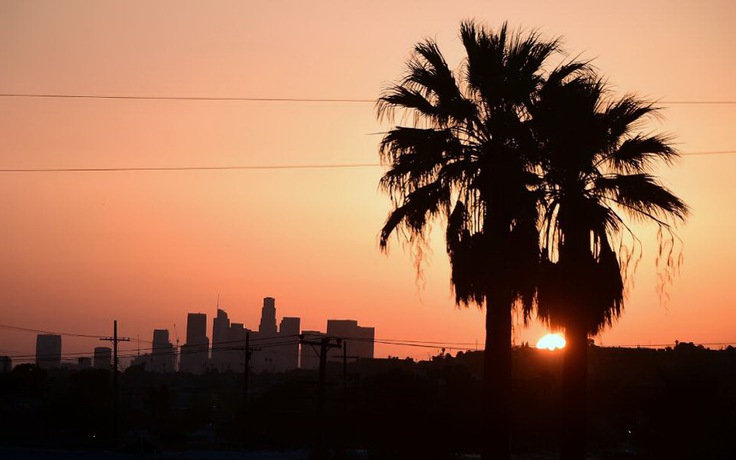 Cây cọ có nguy cơ biến mất tại Los Angeles