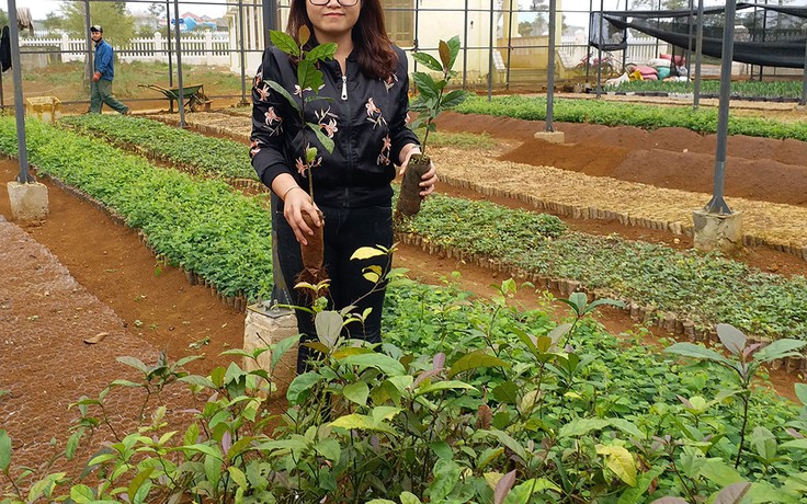 Kon Tum hỗ trợ dân nghèo trồng 40.000 cây xạ đen
