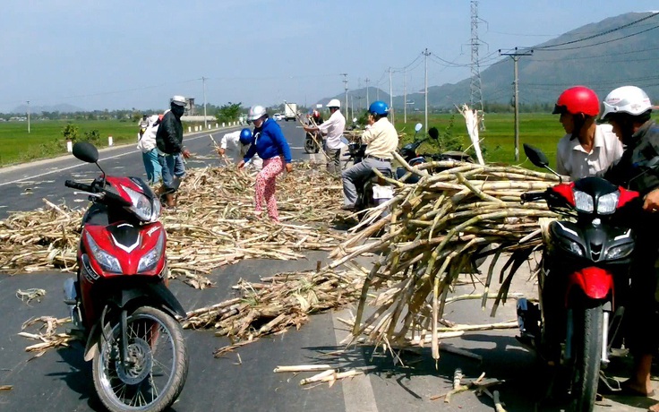 'Thu hoạch' mía giữa lộ