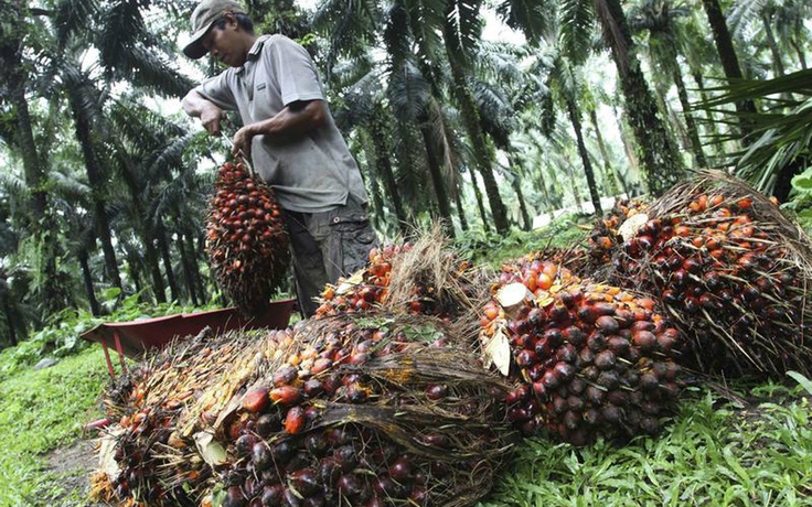 Bài toán xăng sinh học ở Đông Nam Á