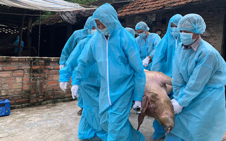 Phát hiện nhiều ổ dịch tả lợn châu Phi tại Đồng Tháp, Kiên Giang, Gia Lai
