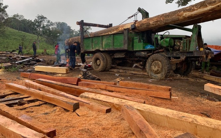 Điều tra vụ phá rừng tại vùng giáp ranh giữa Đắk Lắk và Khánh Hòa