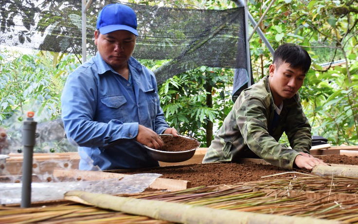 Những chàng trai bảo tồn 'quốc bảo' sâm Ngọc Linh