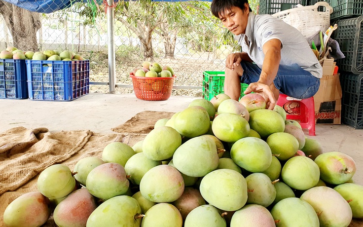 Giá xoài Úc giảm mạnh do ảnh hưởng dịch bệnh