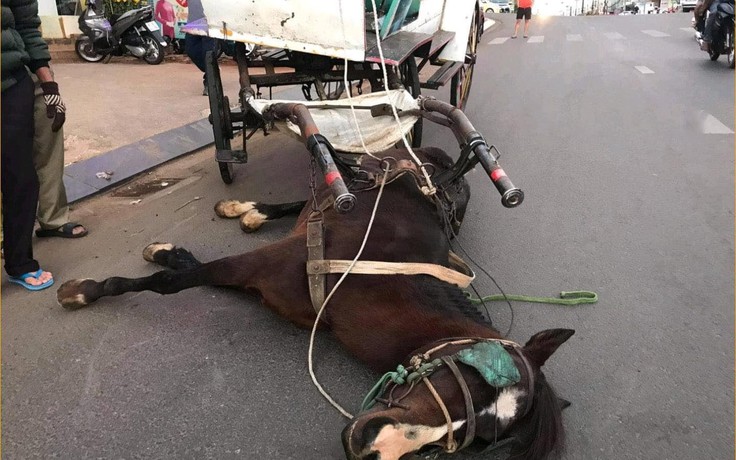 Cư dân mạng quan tâm: Ngựa kéo xe gục giữa đường