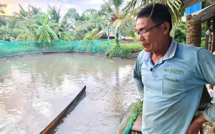 Nông dân nuôi cá lóc điêu đứng vì giám đốc “rời khỏi địa phương”