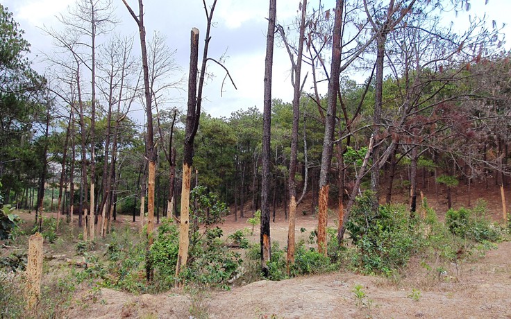 Để mất hơn 777 ha rừng ở Lâm Đồng: 5 lãnh đạo sở chỉ “rút kinh nghiệm”