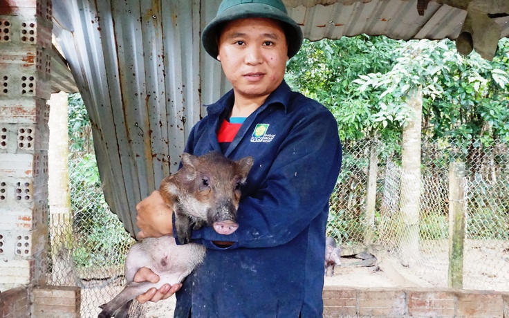 Nuôi heo đặc sản “cháy” hàng dịp tết