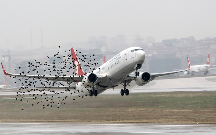 New York diệt 70.000 con chim để giành không gian cho máy bay