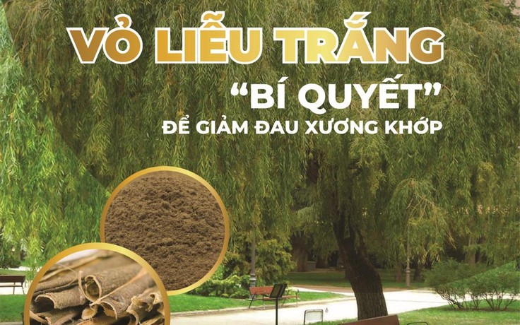 Vỏ liễu trắng: “Bí quyết” để giảm đau xương khớp từ trước công nguyên