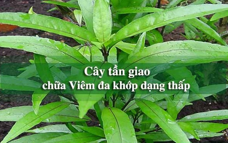 Tần giao, tang ký sinh, đương quy kết hợp có tác dụng gì?