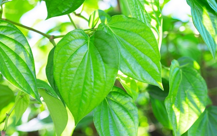 Sữa tắm chiết xuất lá trầu không với công thức kháng khuẩn không gây khô da