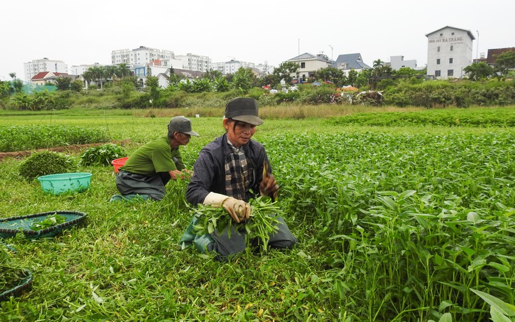 Nông dân vùng trồng rau lớn nhất Đà Nẵng tất tả thu hoạch 'chạy' bão Noru