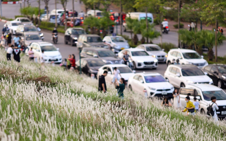 Đổ xô đi check-in bãi cỏ lau, người dân vô tư để xe dưới lòng đường