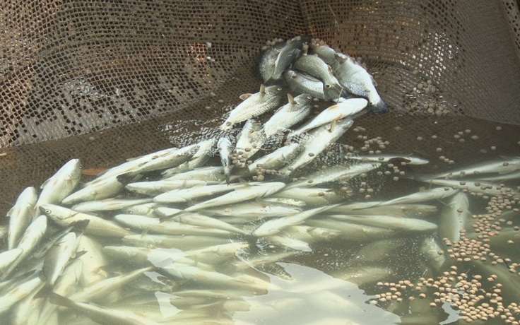 Chưa xác định được độc tố gây chết cá hàng loạt ở Vũng Áng
