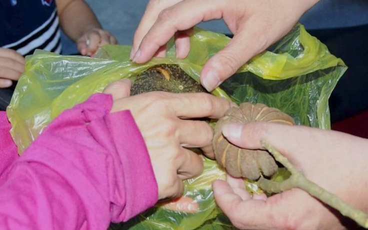 7 học sinh nhập viện cấp cứu vì ăn hạt cây vông đồng
