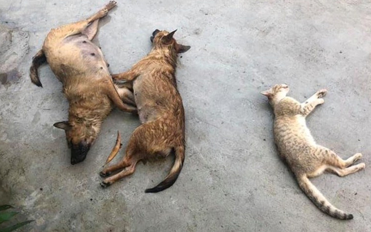 Hàng loạt chó, mèo ở Nghệ An lăn đùng ra chết trong đêm nghi bị đánh bả