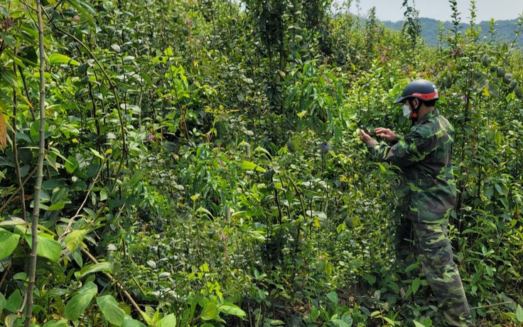 Nghệ An: Phát hiện thi thể người đàn ông trong rừng sau 9 ngày mất tích