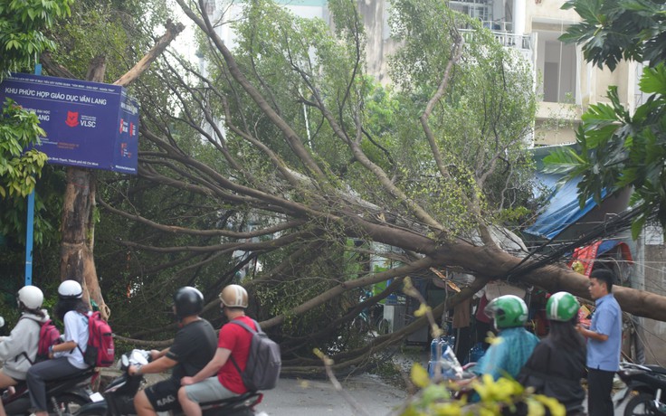 TP.HCM: Mưa to, cây xanh bật gốc đổ ngang đường Đặng Thùy Trâm