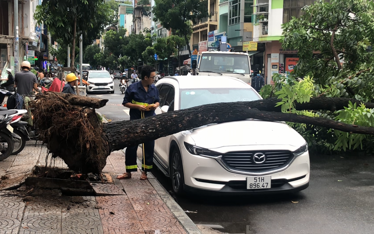 TP.HCM: Cây xanh bật gốc ngã đè ô tô 7 chỗ