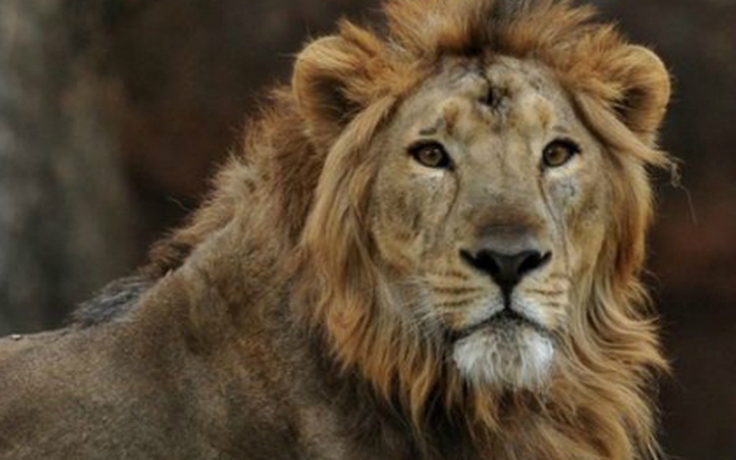 Trung Quốc: Sư tử cắn chết người ở sở thú