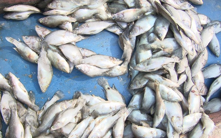 Vụ cá chết hàng loạt ở miền Trung: Liên Hiệp Quốc sẵn sàng giúp đỡ